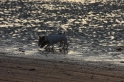 Mély et Vanille sur la plage